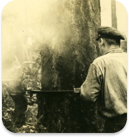 Logging